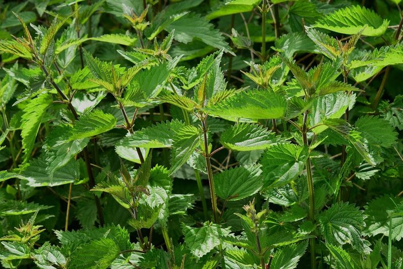 Kuchenne ogrody – świeże zioła w doniczkach na Twoim parapecie